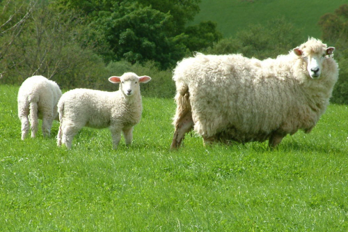Romney sheep with its lambs by Eric Morgan